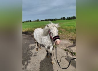 Falabella, Merrie, 7 Jaar, 98 cm, Appaloosa, in Kornhorn