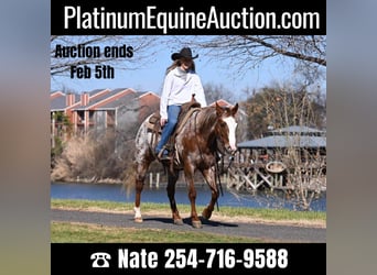 Appaloosa, Jument, 5 Ans, 142 cm, Rouan Rouge, in Madisonville TX,