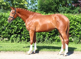 Hanoverian, Gelding, 4 years, 16,2 hh, Chestnut-Red, in Selsingen
