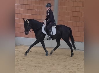 Irish sport horse, Merrie, 5 Jaar, 164 cm, Zwart, in Lage,