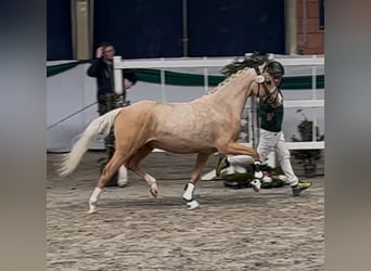 Duitse rijpony, Hengst, 3 Jaar, 144 cm, Palomino, in Ubstadt-Weiher,