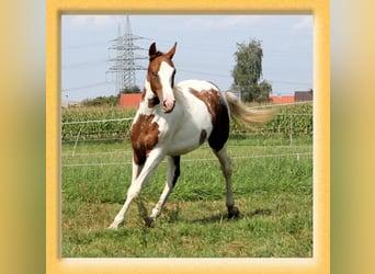 Quarter horse américain Croisé, Étalon, 2 Ans, 155 cm, Pinto, in Pfaffenhofen an der Roth,