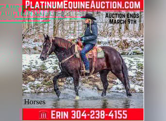 Percheron, Wallach, 6 Jahre, 155 cm, Rappe, in Flemingsburg KY