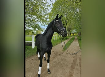 Oldenburg, Mare, 3 years, 16.1 hh, Black, in Stove,