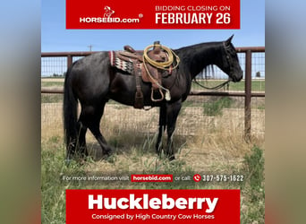 American Quarter Horse, Gelding, 13 years, 15.2 hh, Roan-Blue, in Elk Mountain,
