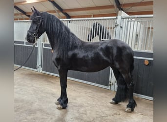 Fries paard, Merrie, 4 Jaar, 160 cm, Zwart, in Bladel,
