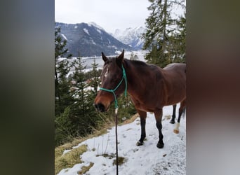 American Quarter Horse, Stute, 14 Jahre, 145 cm, Roan-Bay, in Maurach a. Achensee