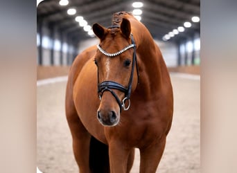 KWPN, Wallach, 5 Jahre, 168 cm, Fuchs, in Neuss