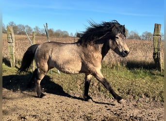 Islandpferd, Hengst, 4 Jahre, 142 cm, in NehmsBlunk,