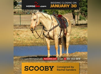 Quarter horse américain, Hongre, 12 Ans, 157 cm, Palomino, in Joshua, TX,