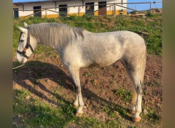 PRE, Jument, 4 Ans, 164 cm, Gris, in Aachen