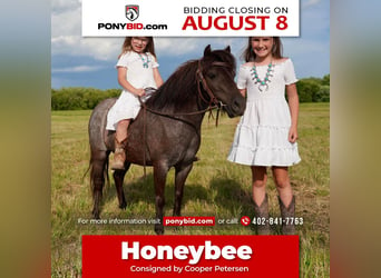 Meer ponys/kleine paarden, Merrie, 6 Jaar, 91 cm, Roan-Blue, in Valley Springs, SD,