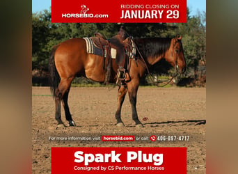 American Quarter Horse, Gelding, 7 years, 15 hh, Dun, in Graham, TX,