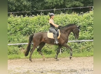 Duits sportpaard, Ruin, 6 Jaar, 175 cm, Zwart, in Grimma