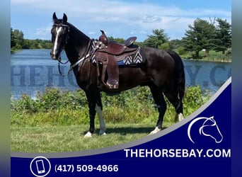 Kentucky Mountain Saddle Horse, Wallach, 11 Jahre, 152 cm, Rappe, in Trafalgar, IN,