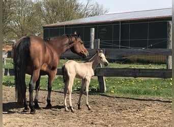 American Quarter Horse, Mare, 17 years, 14.2 hh, Brown, in Möllenhagen