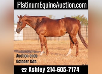 American Quarter Horse, Stute, 14 Jahre, 152 cm, Dunkelfuchs, in WEATHERFORD, TX,