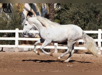 PRE, Stallion, 4 years, 15.2 hh, Gray-Dapple, in Puerto Lumbreras,