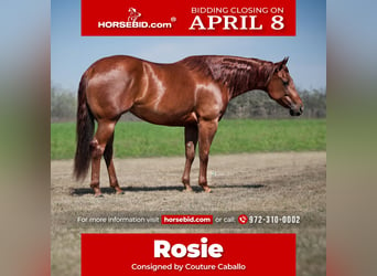 American Quarter Horse, Mare, 3 years, Sorrel, in Kingston, OK,