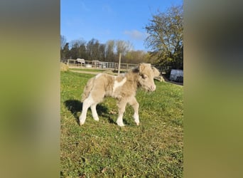 Mini Shetland Pony, Stute, Fohlen (01/2026), 75 cm, Schecke, in Süsel