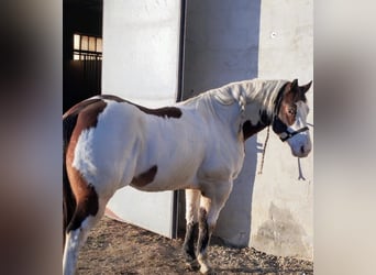 Paint Horse, Hongre, 8 Ans, 153 cm, Overo-toutes couleurs, in Saluzzo,