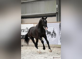 Polish sport horse, Gelding, 4 years, 17 hh, Black, in Leszno Dolne