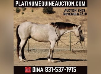 American Quarter Horse, Wallach, 7 Jahre, 155 cm, Buckskin, in Paicines CA,