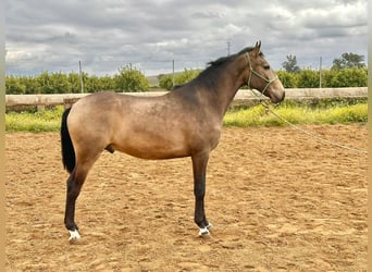 Lusitano, Stallion, 4 years, 15.2 hh, Buckskin, in Galaroza (Huelva),