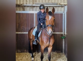 Hannoveraner, Wallach, 5 Jahre, 167 cm, Brauner, in Ahausen