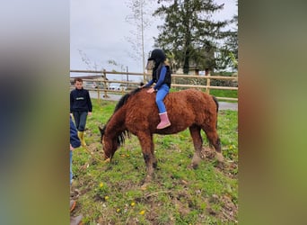 Caballo ""Curly"", Caballo castrado, 13 años, 140 cm, Castaño