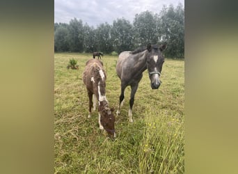 Caballo ""Curly"", Caballo castrado, 1 año, 145 cm, Musgo marrón