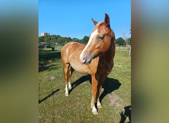 Caballo ""Curly"", Caballo castrado, 2 años, 140 cm, Atigrado/Moteado