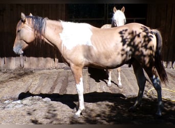 Caballo ""Curly"", Caballo castrado, 2 años, 150 cm, Pío