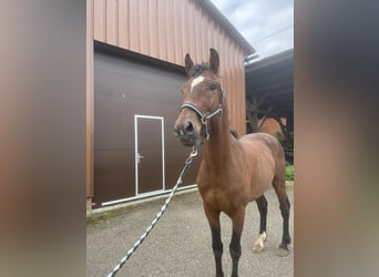 Caballo ""Curly"", Caballo castrado, 3 años, 147 cm, Castaño