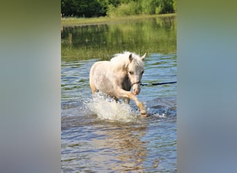 Caballo ""Curly"" Mestizo, Caballo castrado, 4 años, 132 cm, Palomino