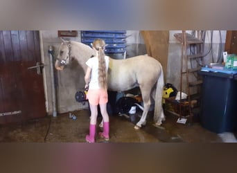Caballo ""Curly"" Mestizo, Caballo castrado, 4 años, 132 cm, Palomino