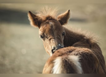 Caballo ""Curly"" Mestizo, Caballo castrado, 5 años, 118 cm, Castaño rojizo