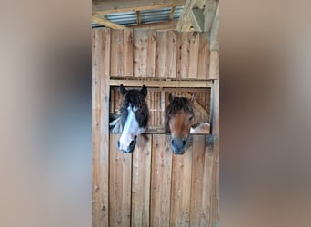 Caballo ""Curly"" Mestizo, Caballo castrado, 6 años, 118 cm, Castaño rojizo