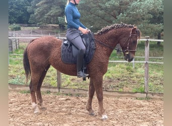 Caballo ""Curly"", Caballo castrado, 6 años, 152 cm, Alazán-tostado