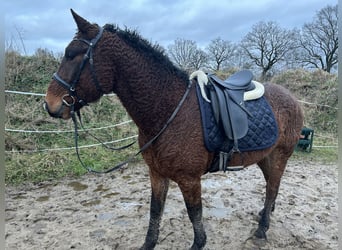 Caballo ""Curly"", Caballo castrado, 6 años, 153 cm, Castaño