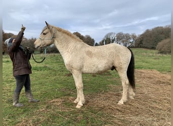 Caballo ""Curly"", Caballo castrado, 6 años, 162 cm, Bayo