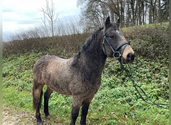 Caballo ""Curly"", Caballo castrado, 7 años, 143 cm