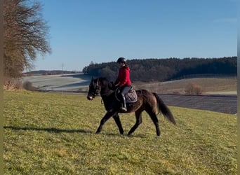 Caballo ""Curly"", Caballo castrado, 7 años, 143 cm