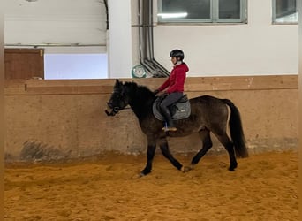 Caballo ""Curly"", Caballo castrado, 7 años, 143 cm