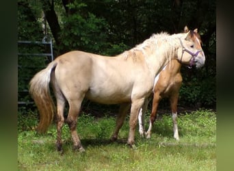 Caballo ""Curly"", Caballo castrado, 7 años, 150 cm, Dunalino (Cervuno x Palomino)