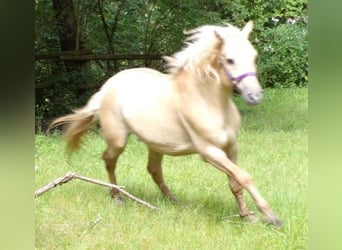 Caballo ""Curly"", Caballo castrado, 7 años, 150 cm, Dunalino (Cervuno x Palomino)