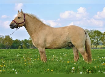 Caballo ""Curly"", Caballo castrado, 7 años, 150 cm, Dunalino (Cervuno x Palomino)