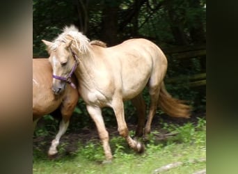 Caballo ""Curly"", Caballo castrado, 7 años, 150 cm, Dunalino (Cervuno x Palomino)