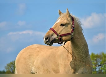 Caballo ""Curly"", Caballo castrado, 7 años, 150 cm, Dunalino (Cervuno x Palomino)