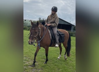 Caballo ""Curly"", Caballo castrado, 8 años, 143 cm, Castaño rojizo